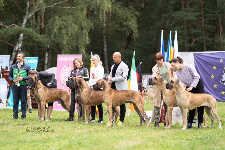 XXXV Klubowa Wystawa Dogów Niemieckich Wawrzkowizna