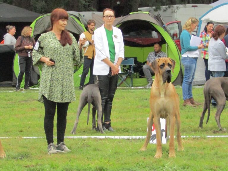 49. Krajowa Wystawa Psów Rasowych Gliwice (O/Zabrze)