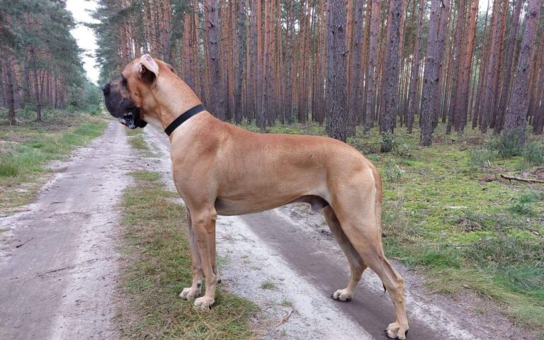 XII Krajowa – Gniazdów(O/Będzin)