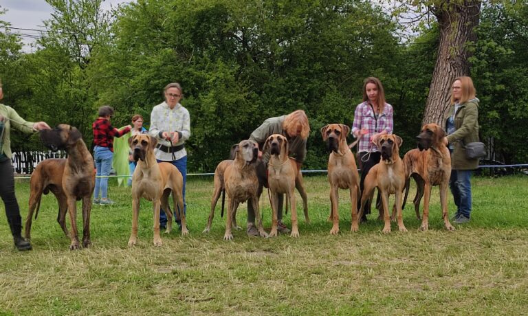 IX Specjalistyczna Wystawa Dogów Niemieckich Łodź
