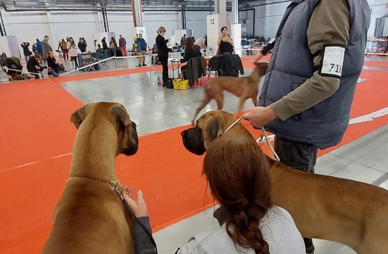 XVII Międzynarodowa Wystawa Psów Rasowych Kielce