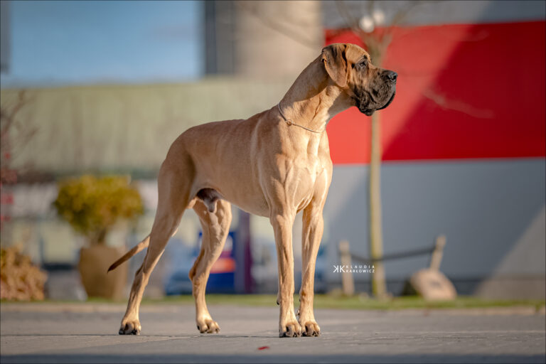 Krajowa Wystawa Psów 1,2,3,5 i 9 grupy FCI – Jelenia Góra