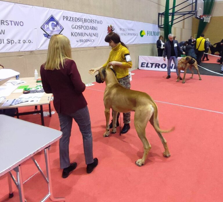 VIII Krajowa Wystawa Brodnica O/Toruń