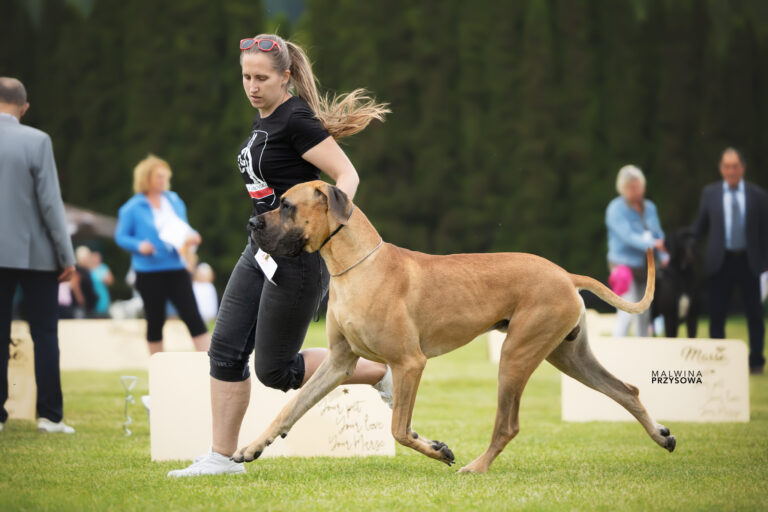 54 Klubova Vystava Nemeckych Dog 2023 in Czech Republic Olsoviec Jednovice