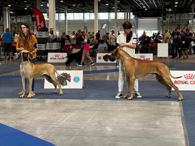 Budapest PRESIDENT CUP CACIB