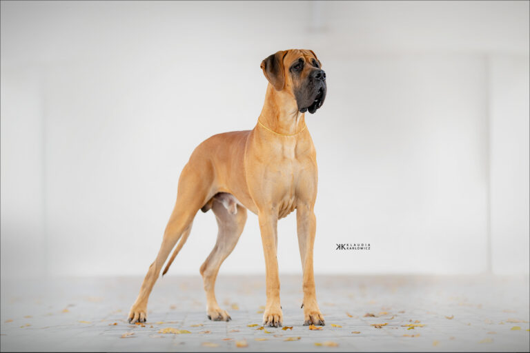 DRACULA DOG SHOW CACIB