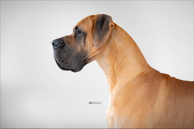 Transilvania DOG SHOW CACIB