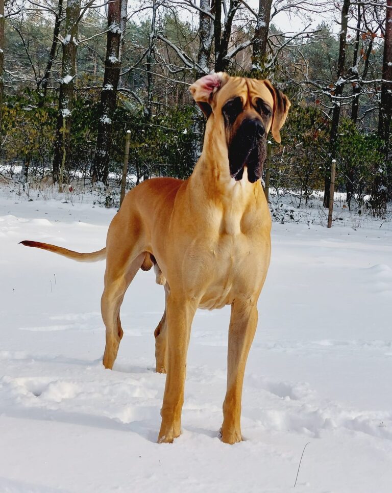 XX International Dog Show CACIB Kielce