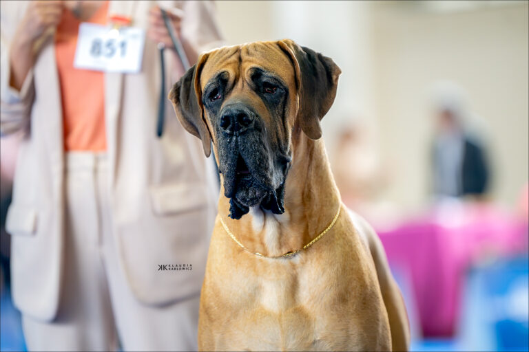 International Dog Show Spring Dog Show Zagreb Chorwacja