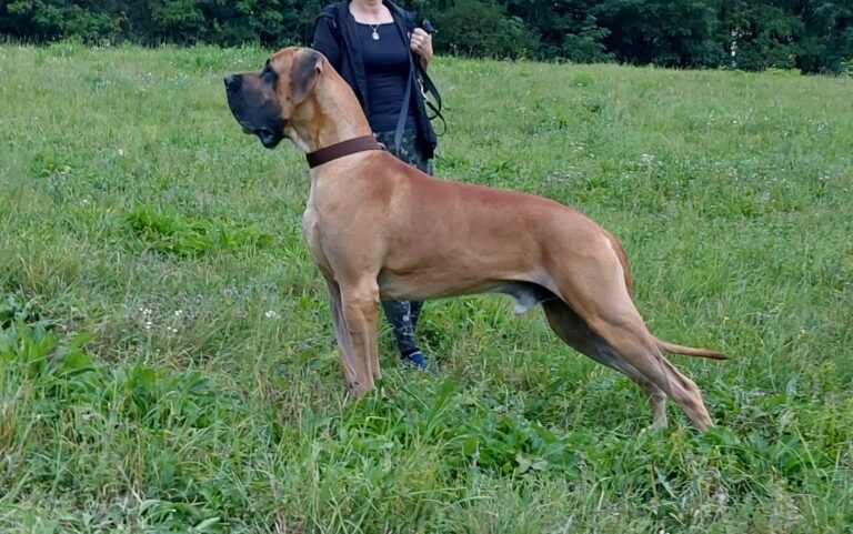 Mures DOG SHOW CACIB
