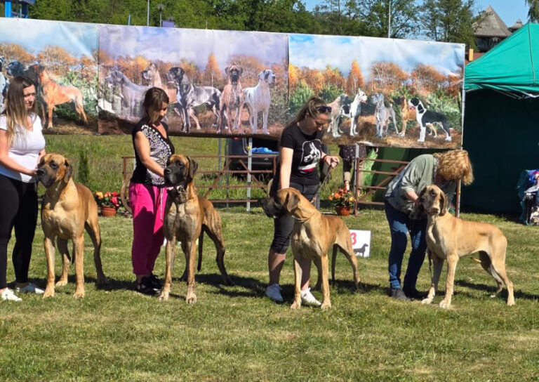 XXXVII Klubowa Wystawa Dogów Niemieckich