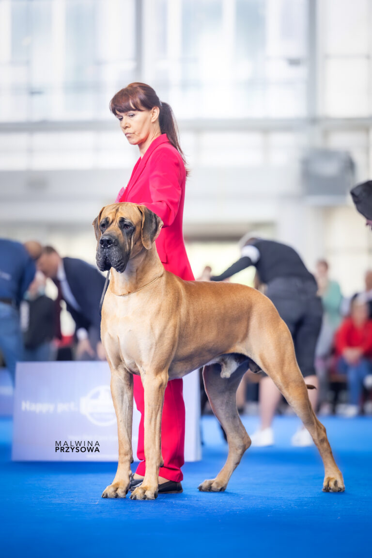 Croatia Winner CAC ZAGREB Chorwacja