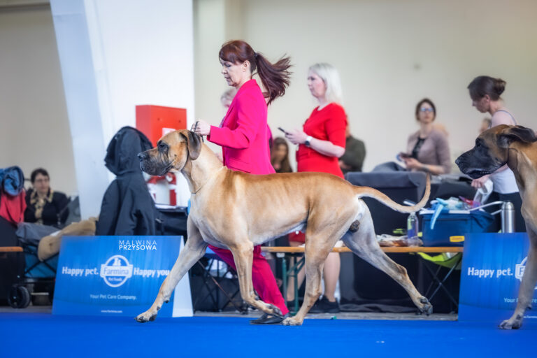 WORLD DOG SHOW ZABREB CROATIA