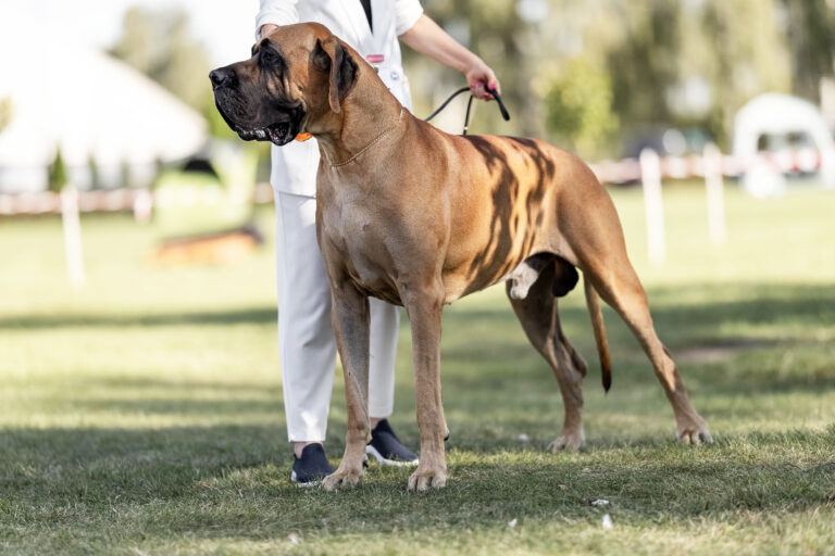 46 Krajowa Wystawa Psów Rasowych w Kaliszu