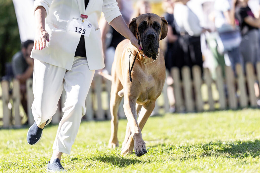 Dog niemiecki Rozmaryn z Kuźni Napoleońskiej na wystawie psów biegnie w trakcie oceny.