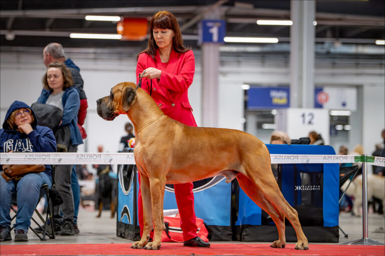 XXI International Dog Show CACIB Kielce