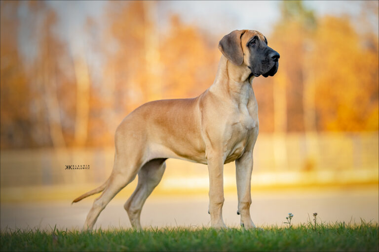 XXII International Dog Show Kielce